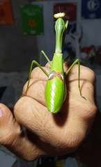 Stagmatoptera biocellata