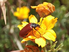 Omophlus syriacus