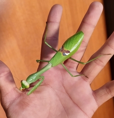 Stagmatoptera biocellata