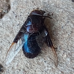 Copestylum mexicanum