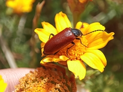 Omophlus syriacus