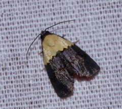 Micrapatetis flavipars