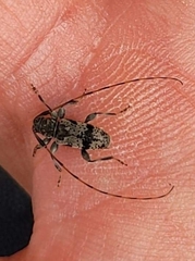 Leiopus femoratus