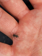 Leiopus femoratus