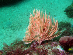 Sphaerokodisis australis