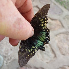 Papilio menatius
