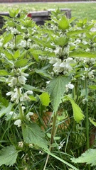 Lamium album