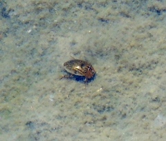 Tropisternus collaris