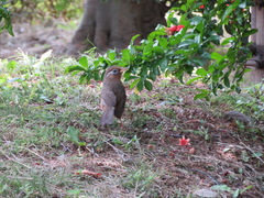 Garrulax canorus