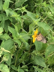 Nymphalidae