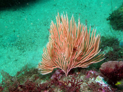 Sphaerokodisis australis