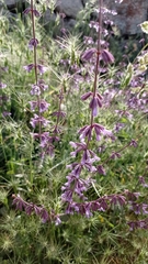 Salvia judaica