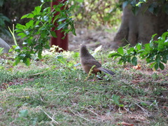 Garrulax canorus