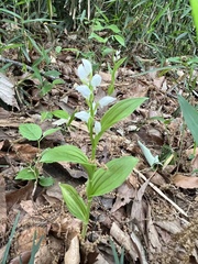 Cephalanthera erecta