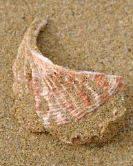 Haliotis scalaris emmae