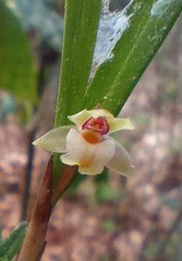 Scaphyglottis fasciculata