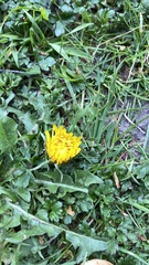 Taraxacum officinale