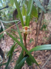 Scaphyglottis fasciculata