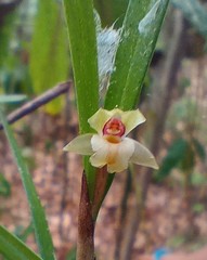 Scaphyglottis fasciculata