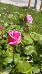 Rosa