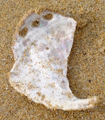 Haliotis scalaris emmae