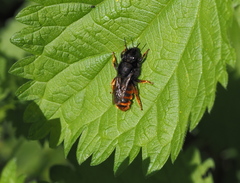 Osmia bicolor