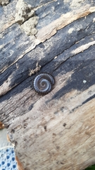 Tachypodoiulus niger