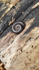 Tachypodoiulus niger