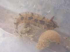 Heteroclinus adelaidae