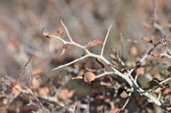 Ceanothus cordulatus