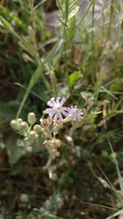 Silene