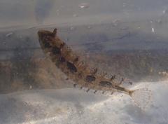 Heteroclinus adelaidae