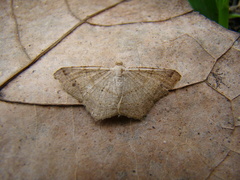 Lepidoptera