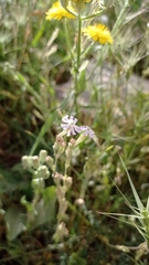 Silene