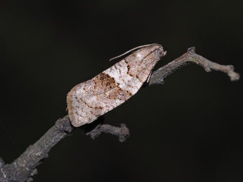 Plačiajuostis syndemis nuotrauka