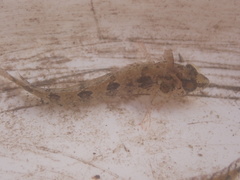 Heteroclinus adelaidae