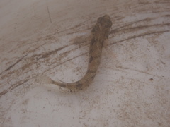 Heteroclinus adelaidae