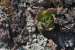Dudleya candelabrum