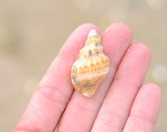 Austrotriton subdistortus