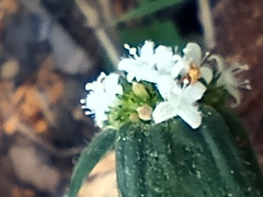 Spermacoce densiflora