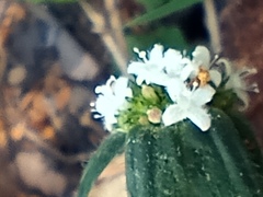 Spermacoce densiflora