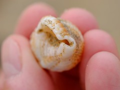 Austrotriton subdistortus