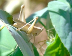 Dichromorpha prominula