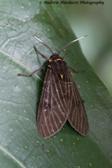 Amsactoides guangxica