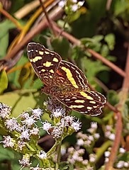 Anthanassa drusilla