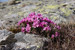 Androsace halleri