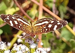 Anthanassa drusilla