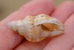 Austrotriton subdistortus