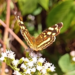 Anthanassa drusilla