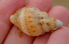 Austrotriton subdistortus